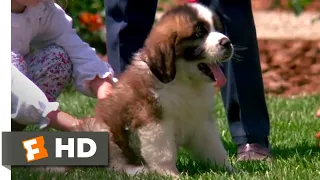 Beethoven (1992) - Big Puppy, Big Dog Scene (3/10) | Movieclips