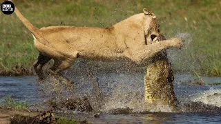 The Battle Of The Lion And Crocodile Kings - Animal Fighting | ATP Earth