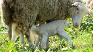 L'agro-écologie à la Bergerie nationale