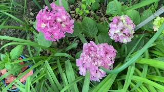 Прогулка по саду, розы, пионы 7 мая первая часть видео🧚🏻‍♀️🌿🌺