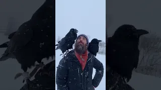 Говорящий ворон #animal #aboutbirds #воронгоша #birdtraining #ravenclaw #crow #ravens