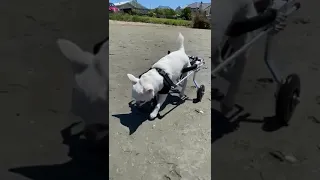 Tears of joy to see our paralysed chihuahua walk again!