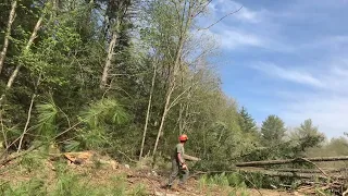 Cutting Monster Oak Trees