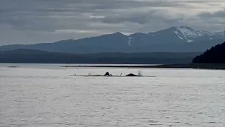 Humpbacks Juneau