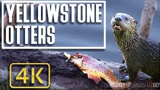 4K Watching Baby Otters play in Yellowstone National Park | Relaxing Nature Video