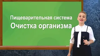 Очистка организма. Пищеварительная система