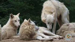 Wolf documentary || Wildlife Documentary | Wolves: Mysteries of the Pack