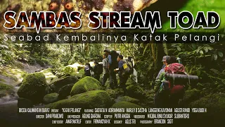 SEABAD KEMBALINYA KATAK PELANGI // Sambas Stream Toad