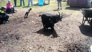 Baby goats first time outside