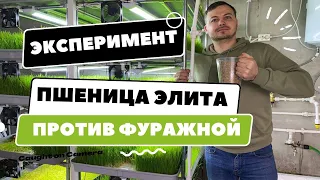 Как мы выращиваем пшеницу на витграсс | Процесс от посадки до заморозки сока | Народные Семена