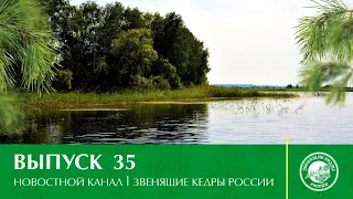 Новостной канал "Звенящие Кедры России" | Выпуск 35 от 25.08.2020