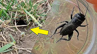 Поймал странное насекомое котрое живет в норе!