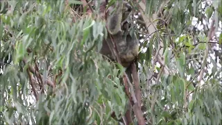 A glimpse at our local wild koala - Jaxson, Goonellbah NSW