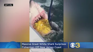 WATCH: Incredible Video Of Massive Great White Shark Off New Jersey Coast
