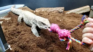 SAVANNAH MONITOR TUG O WAR DEATH ROLL | ALLIGATOR DEATH ROLL LIZARD