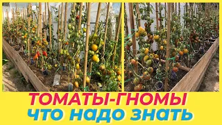 ПРОЕКТ ГНОМ ТОМАТНЫЙ /Dwarf tomato project/ СРОКИ ПОСЕВА МОЯ КОЛЛЕКЦИЯ 2023