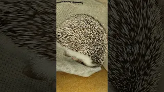 🦔Ёжик спит,храпит без задних лап🦔.The hedgehog sleeps without  hind legs #ezhikafro #hedgehog #baby