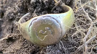 A quick metal-detecting hunt with The Legend yields old gold and more.