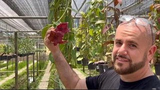 Hoya Greenhouse visit at Lek HoyaGarden Thailand #hoyas #houseplants