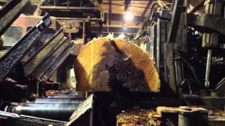 Sawing large red cedar grade logs