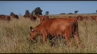 Adaptive Grazing 101: How to Assess Rumen Fill and Animal Health on Pasture