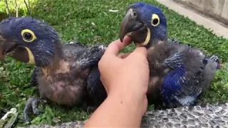 Hyacinth Macaw - Guacamayo Azul