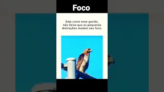 Foco de águia! | Como está seu foco?