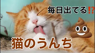 《動物看護師》毎日ウンチが出ないネコちゃんのお話