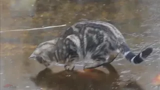 Кот на зимней рыбалке - прикол!!!
