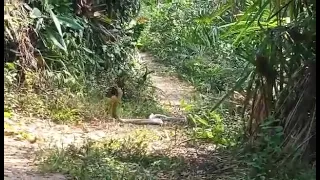 TWO MALE KING COBRA ENGAGED IN RITUAL COMBAT