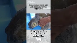 Shark pushes turtle onto boat  A shocking scene happened