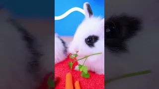 Cute Rabbit and Tasty Food 😍 #shorts #rabbit