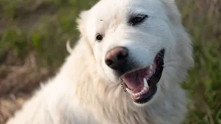 Understanding Hip Dysplasia in Great Pyrenees