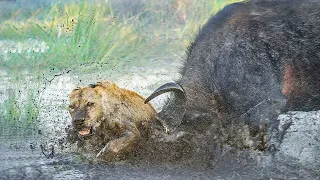 Lion vs Buffalo - The Wildlife 2023