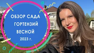 Обзор сада гортензий весной 2023 г. | КП "Никольские Озёра"