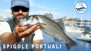 SPIGOLE PORTUALI - Pesca a bolognese ultralight dal molo