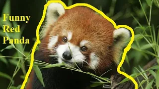 Funny Red panda video compilation 2020 | funny cute baby and giant panda