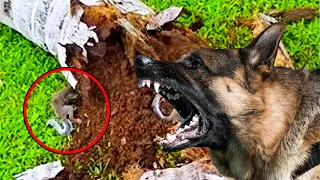 Ex-Polizeihund bellte immer wieder einen Baum an - was sie fanden, wird dich schockieren