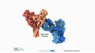 Antibody therapy against SARS-CoV-2: A Global Collaboration