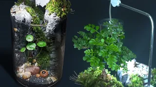 How To Make Moss Terrarium Vs Vivarium - Spiral Stone Steps - Relaxing & Healing