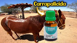 COMO ACABAR COM CARRAPATOS EM CAVALO - dei banho nos potros com butox será que vai resolver confiram