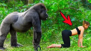 What a Gorilla Did to a Tourist in the Jungle Shocked the Whole World