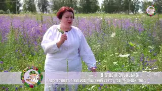 Фітотерапія Зубицьких. Лікарські рослини: Сокирки польові (Delphinium consolida)