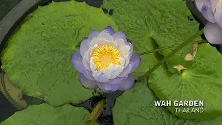 Pakornphan Aussie Waterlily Thailand Wah Garden  |  บัวยักษ์ออสเตรเลีย 'ปกรณ์พันธ์'