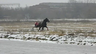 16.12.2017 По кругу  Приз в честь Дня Конституции РФ Лошади 2013 г.р. и старше, дистанция 2400 м