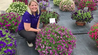 Shortcake Blueberry Petunia | Lucas Greenhouses Summer Trial