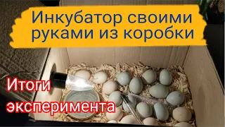 🐣🐤🐥 Самодельный инкубатор из коробки - что из этого вышло 🐣🐤🐥