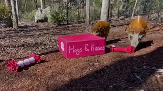 (Red River) Hogs and Kisses