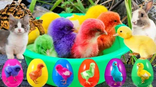Catch Cute Chickens, Colorful Chickens, Rabbits, Cats,Ducks,Swans,Betta fish,Turtles,Animal Cute #63