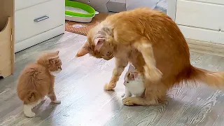 MAIN COON MELISSA PLAYS WITH KITTENS/The little lynx showed an acrobatic performance/Sand cat hisses